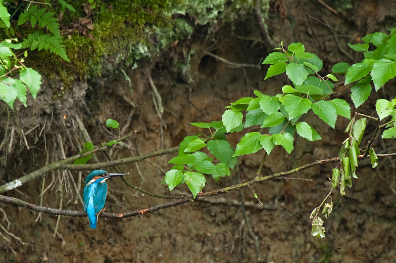 Eisvogel1