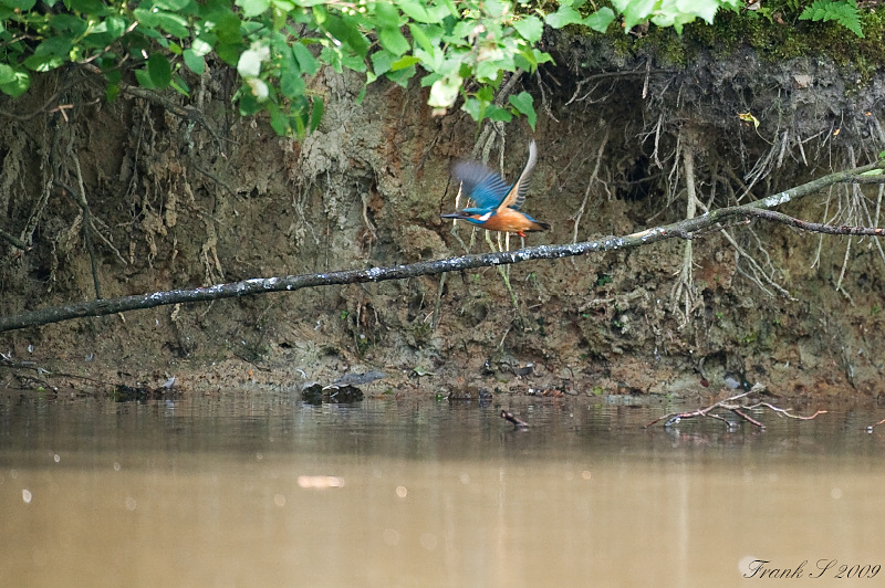Eisvogel10
