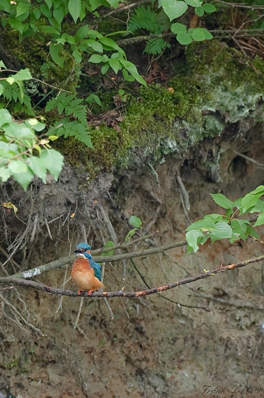 Eisvogel11