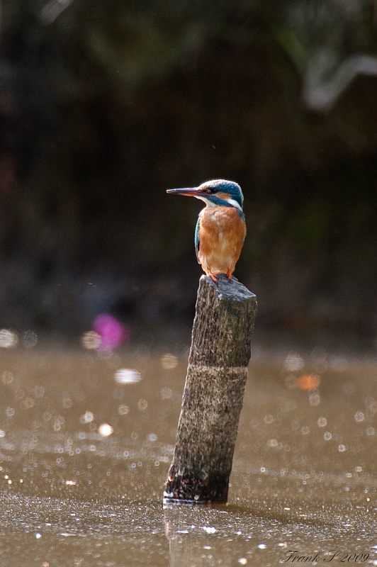 Eisvogel12
