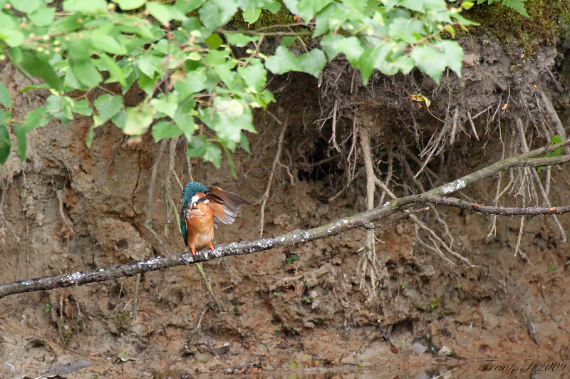 Eisvogel15