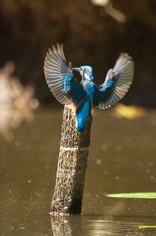 Eisvogel18