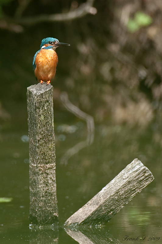 Eisvogel22