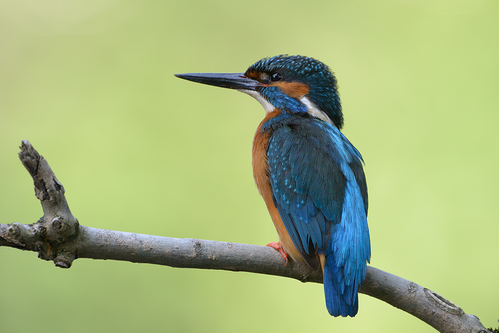 Eisvogel2264