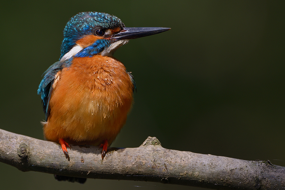 Eisvogel2284kleinscharf2nff