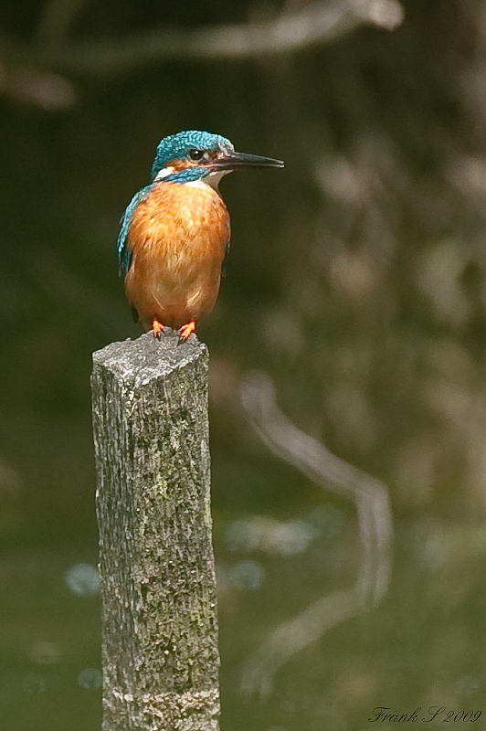 Eisvogel23