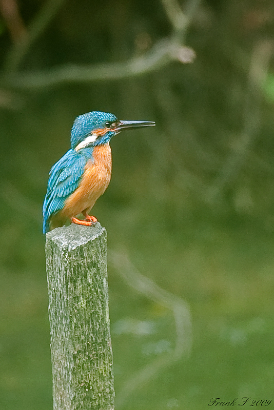 Eisvogel24