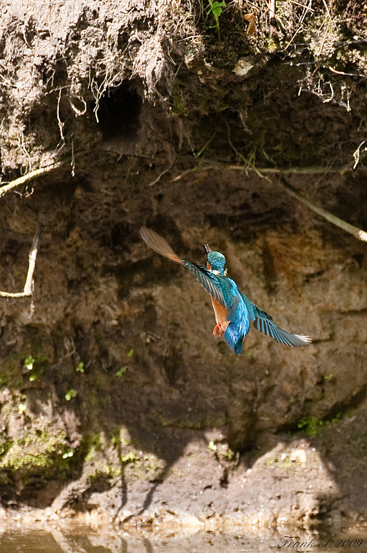 Eisvogel25