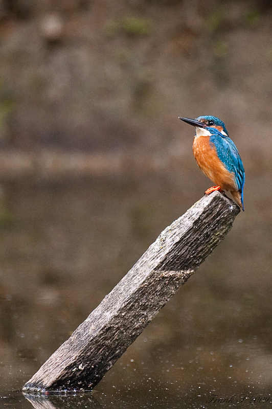 Eisvogel27