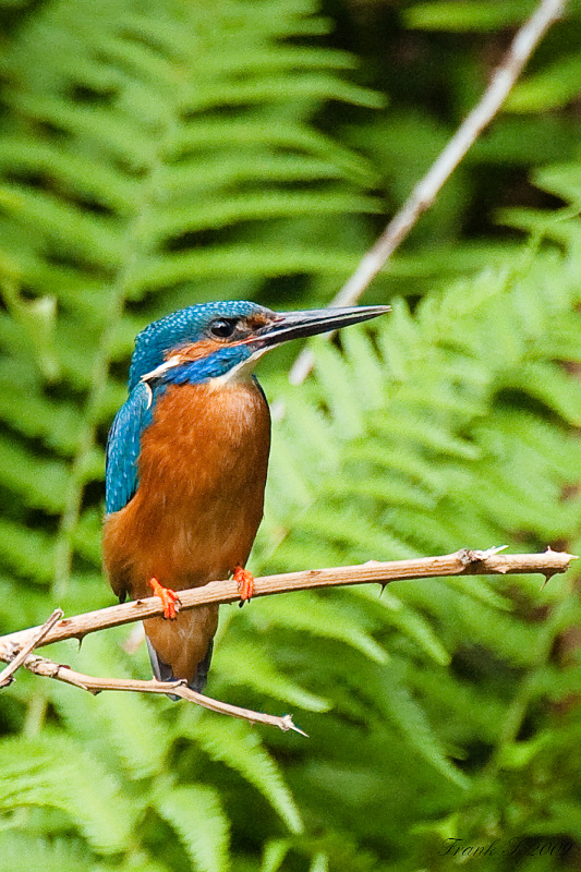 Eisvogel28