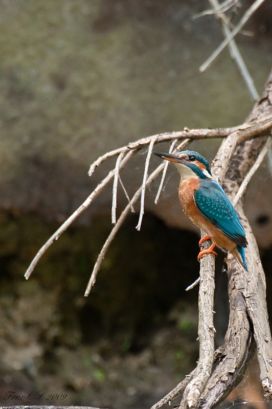 Eisvogel3