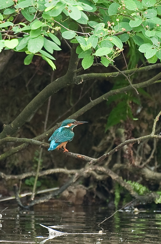 Eisvogel4