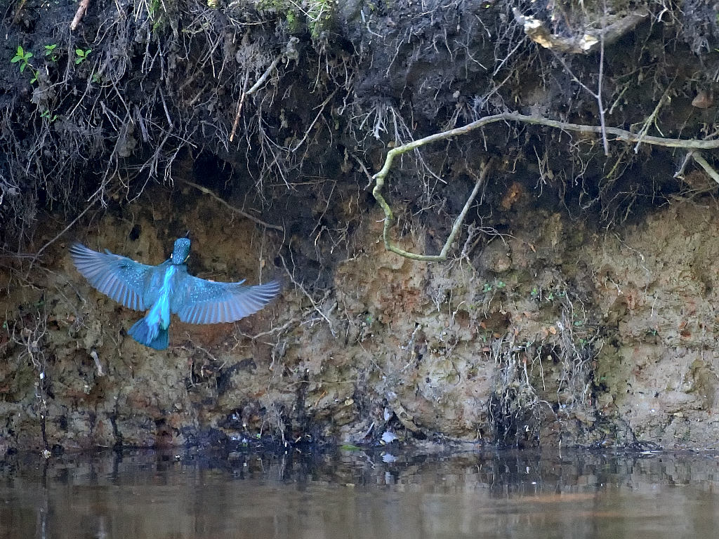 Eisvogel4