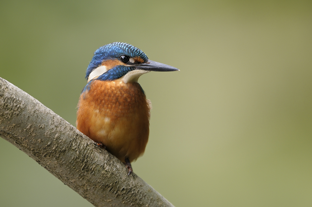 Eisvogel4964