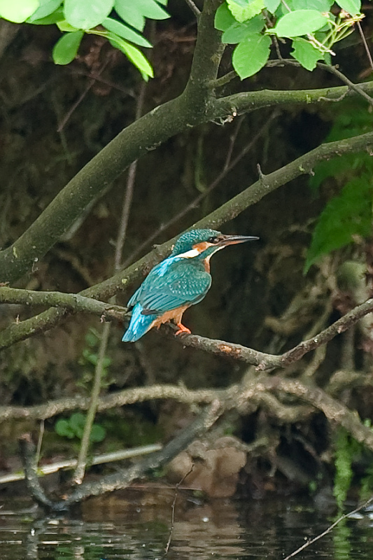 Eisvogel5