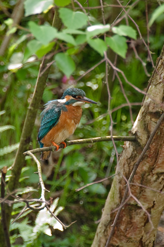 Eisvogel6