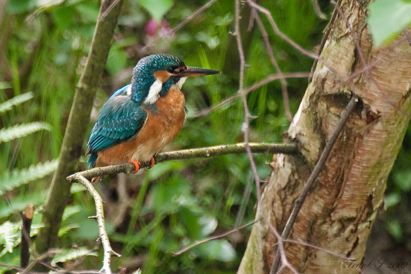 Eisvogel7