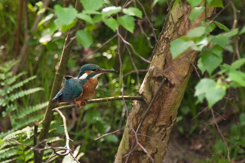 Eisvogel8