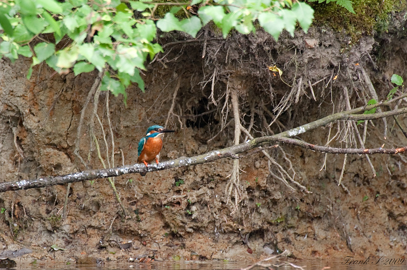 Eisvogel9