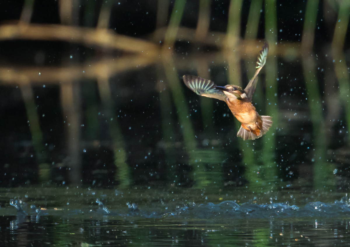 Eisvogel_Tauchen.jpg