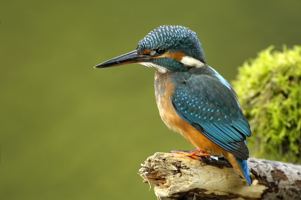 EisvogelC0746b