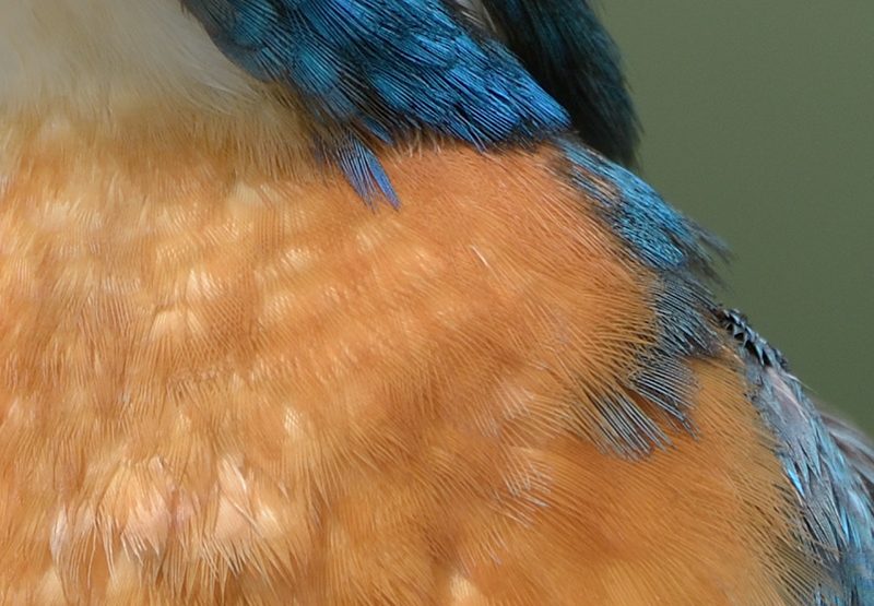 Eisvogelcrop2317
