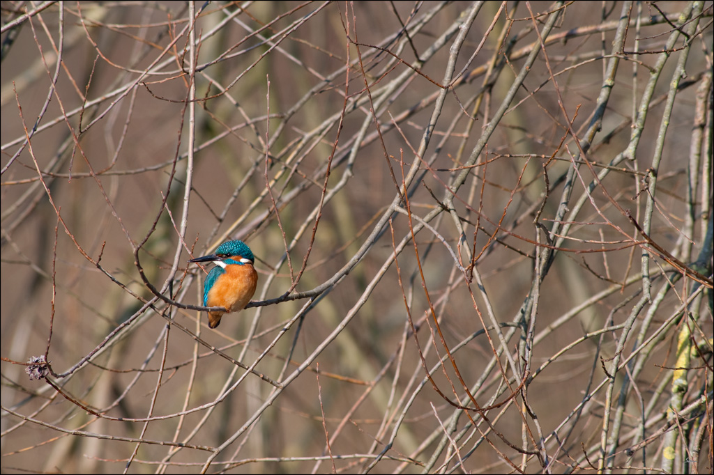 EisvogelDSC 4525