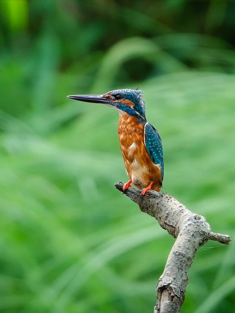 EisvogelPortrait.jpg