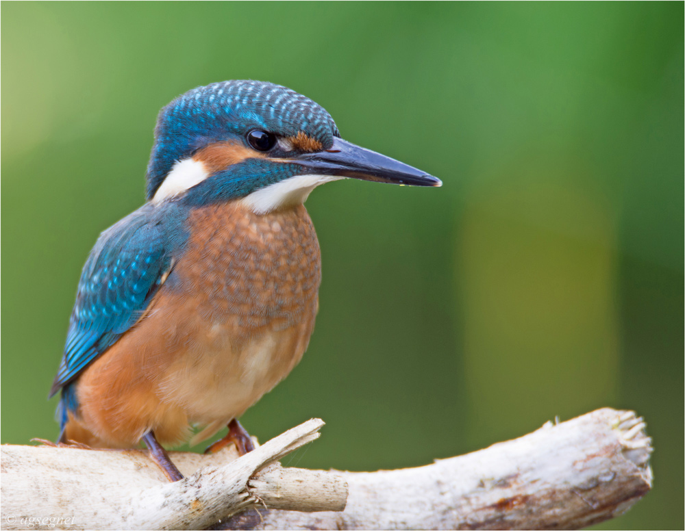 Eisvogelportrait