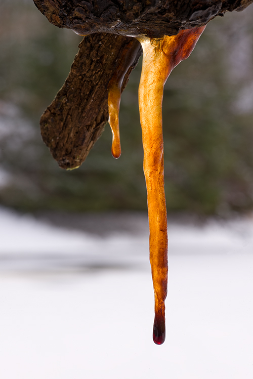 Eiszapfen mit Harz