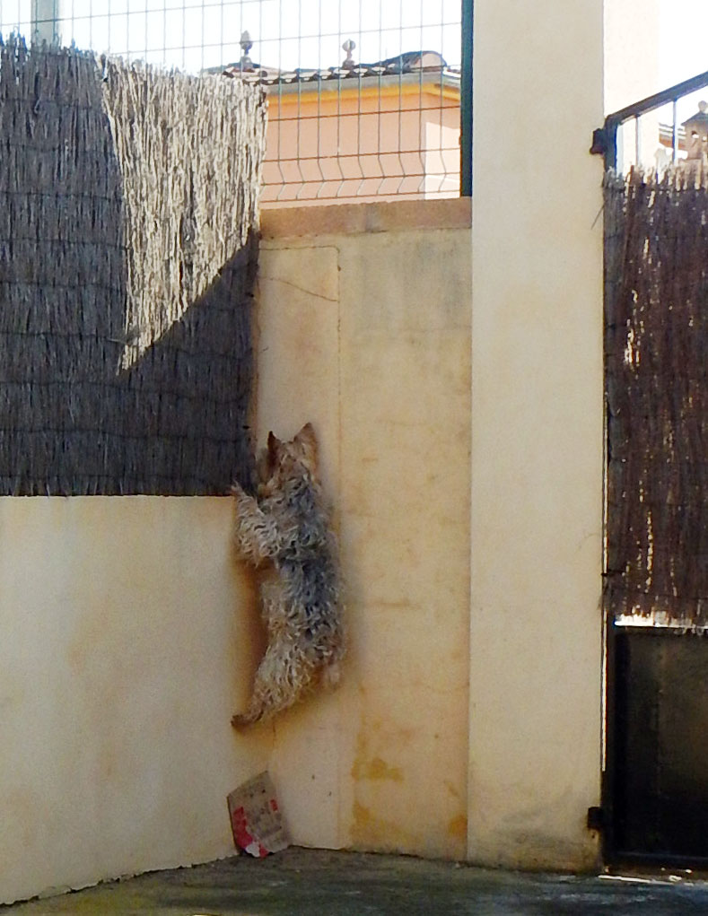 El.Gato.4