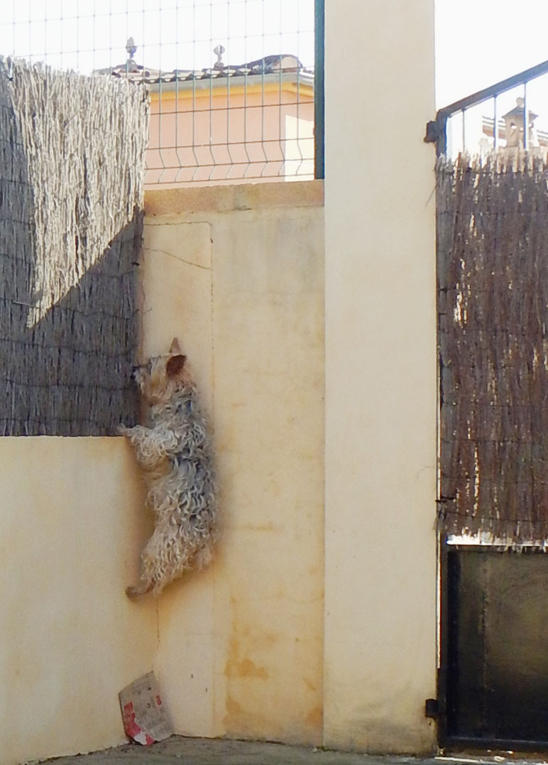 El.Gato.5