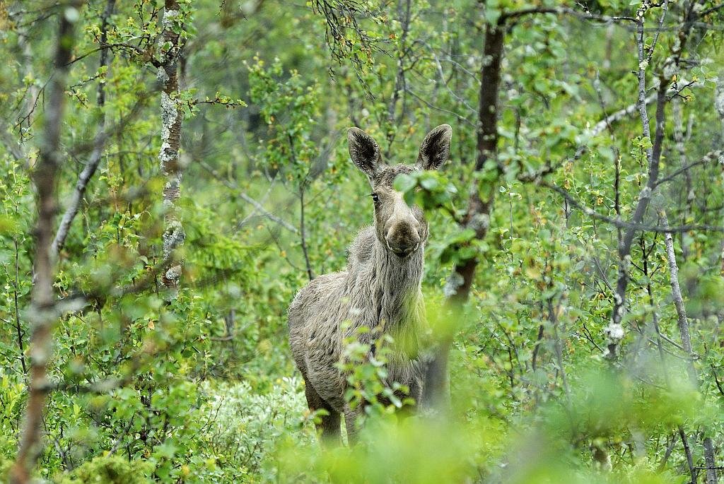 Elch im Ormtjernkampen Nationalpark 3 - Nikon AF 80-400 VR