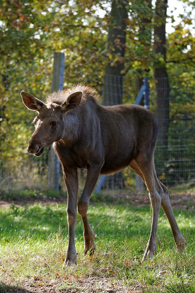 Elchkalb II
