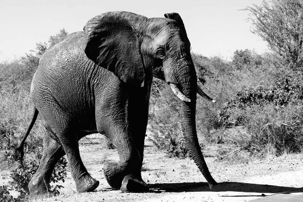 Elefant-01