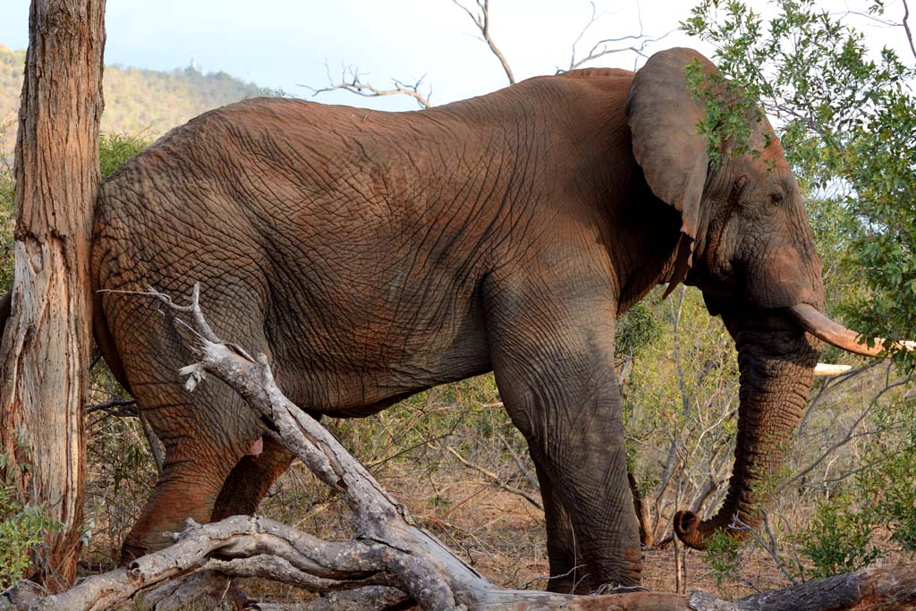 Elefant-02