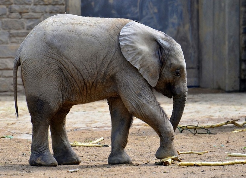 Elefant 1