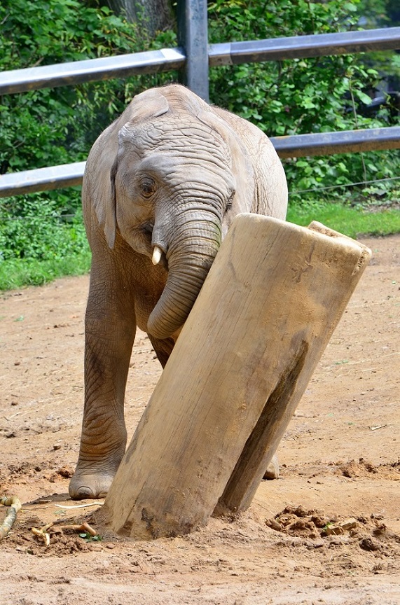 Elefant 10