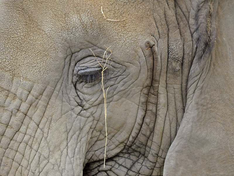 Elefant (150-500 OS)