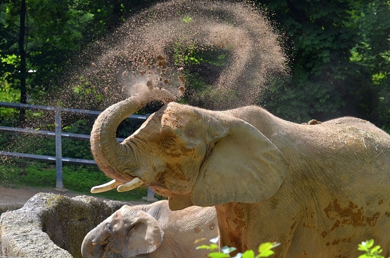 Elefant 3