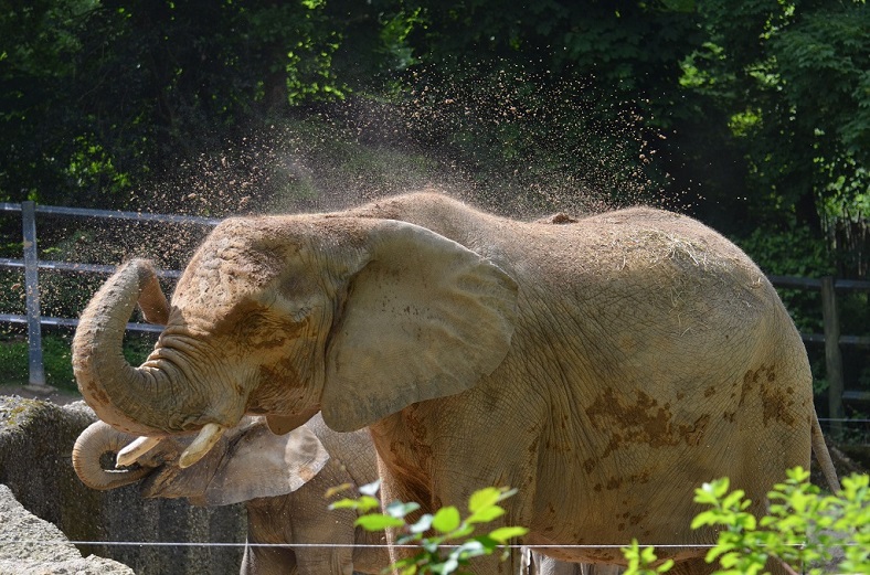 Elefant 7