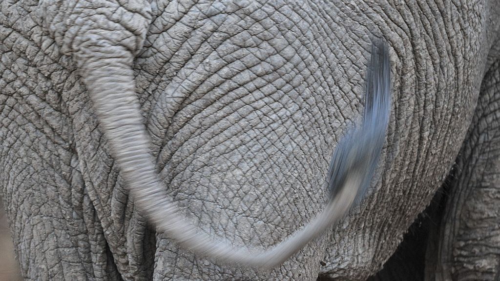 Elefant
7401
