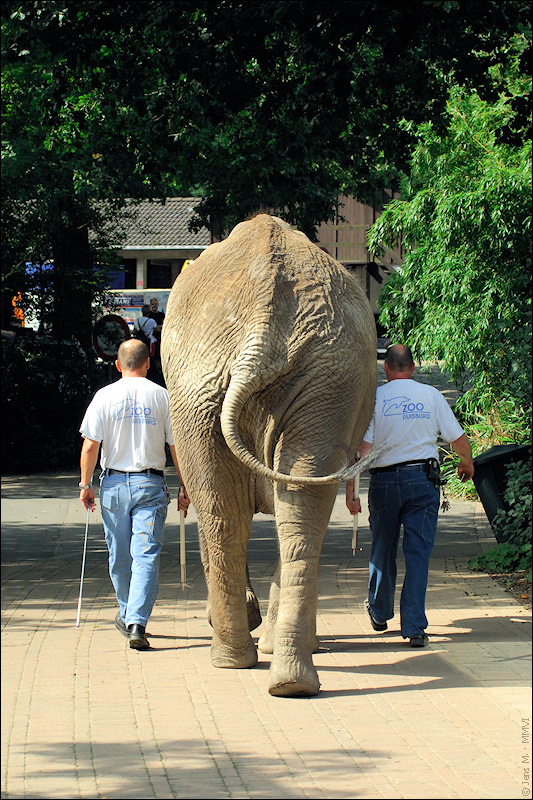 Elefant D2X 5168 3a

· http://www.nikon-fotografie.de/vbulletin/showpost.php?p=1235342&postcount=127