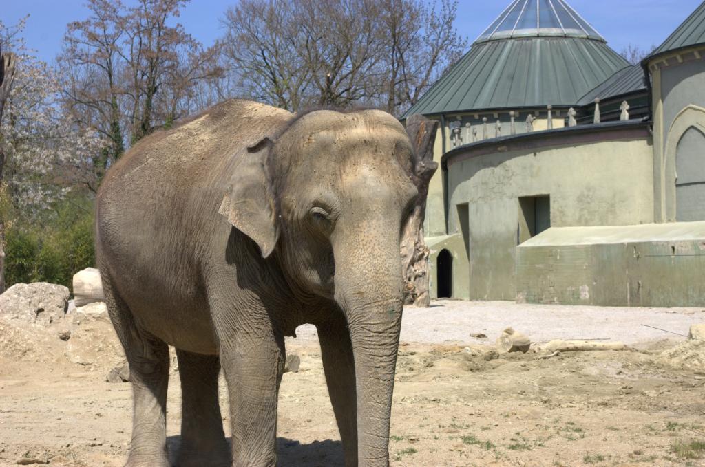 Elefant im Frei Gehege