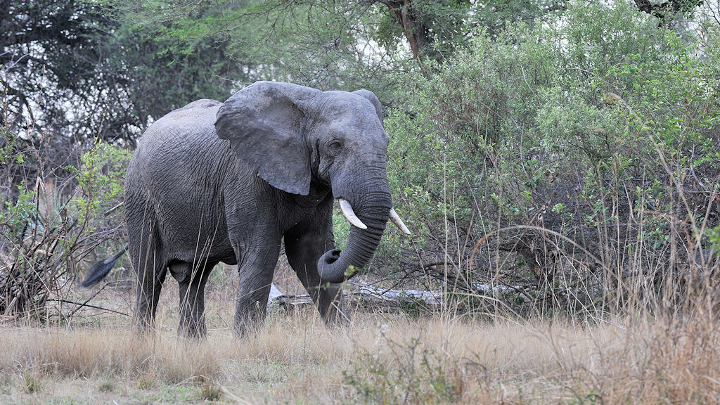 Elefant im Musanza Camp
Kafue
4452