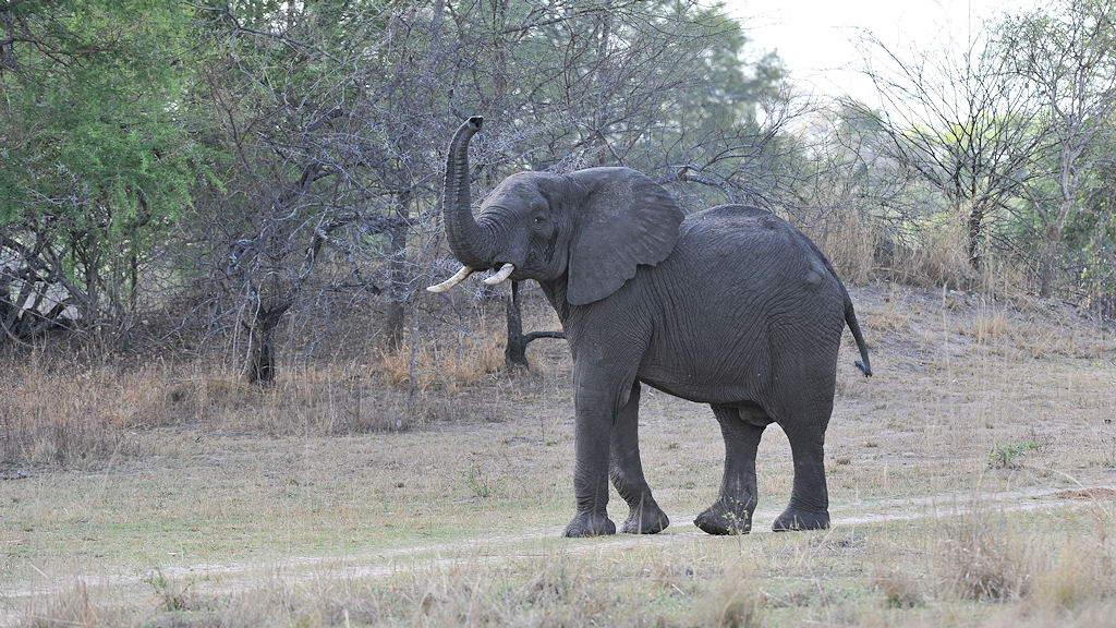 Elefant im Musanza Camp
Kafue
4461