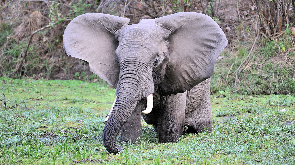 Elefant im Nkwali Camp
6251