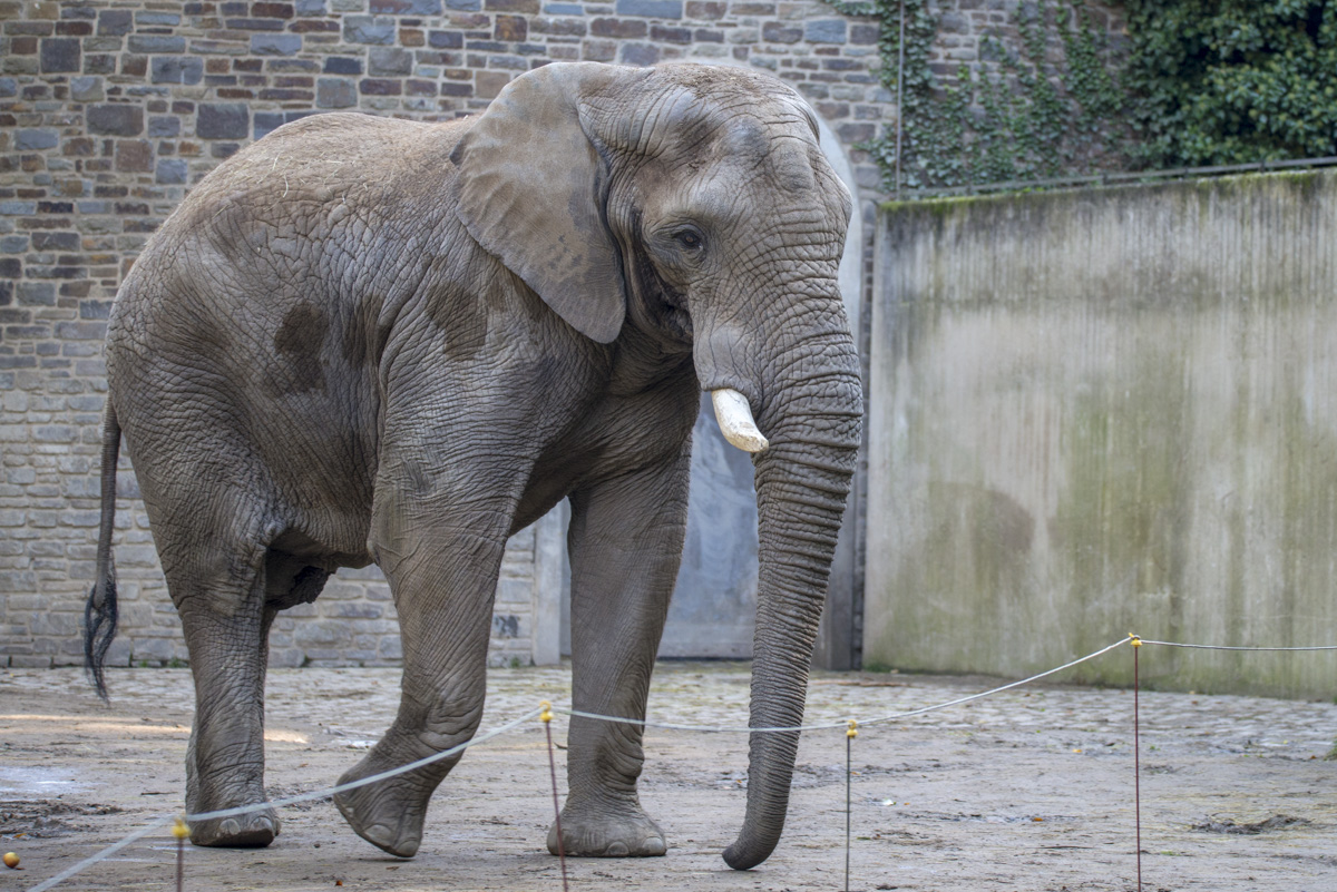 Elefant.jpg