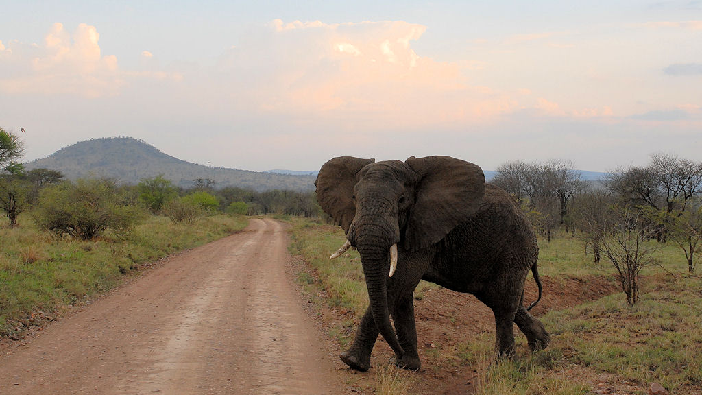 Elefant von rechts hat immer Vorfahrt ...
Elefant von links aber auch
Auf dem Weg zur Serengeti Serena Lodge
1743