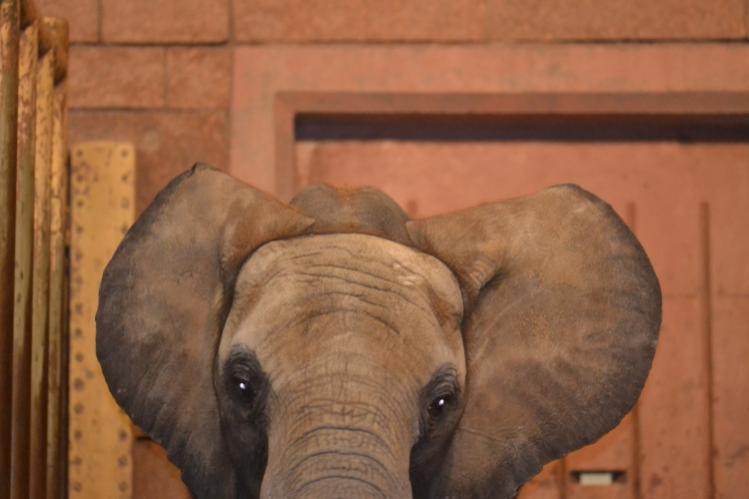 Elefant